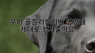 우리 골든리트리버, 영양제 제대로 챙겨줄까요?